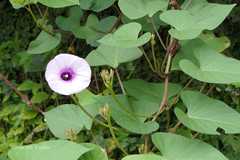 Ipomoea batatas